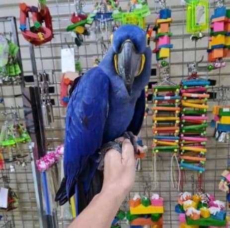 Parrots looking for new home thumbnail 2