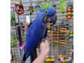 Parrots looking for new home thumbnail 3