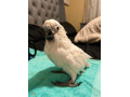Parrots Available for new home thumbnail 2