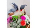 Parrots Ready for new home thumbnail 2