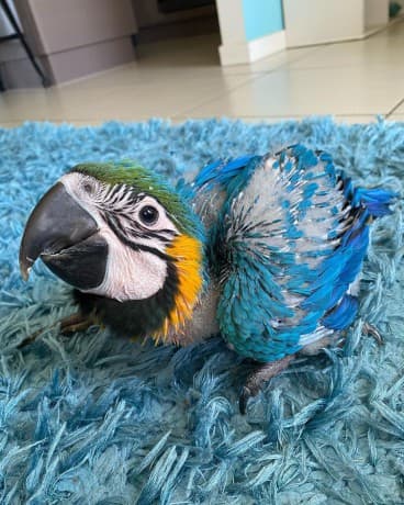 Hand Reared Parrots Need Home thumbnail 2