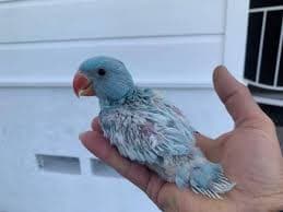 Hand Reared Parrots Need Home thumbnail 3