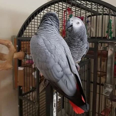 Bonded African Grey Parrots thumbnail 2