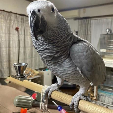 Bonded African Grey Parrots thumbnail 3