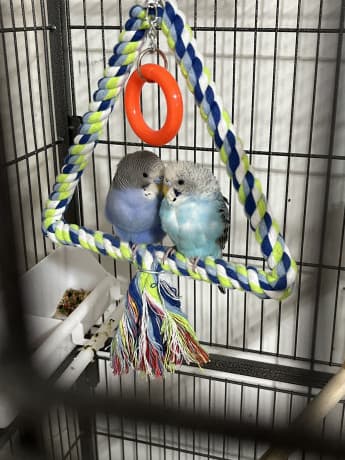 Parakeets need a loving home thumbnail 2