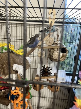 Parakeets need a loving home thumbnail 3