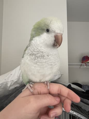 Turquoise pallid Quaker thumbnail 2