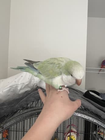 Turquoise pallid Quaker thumbnail 3