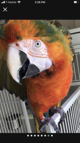 Birds
