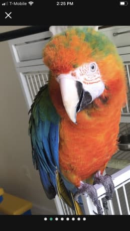 Talking Catalina macaw thumbnail 2