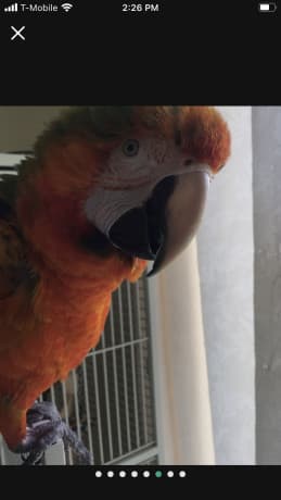 Talking Catalina macaw thumbnail 3