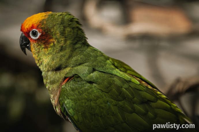 Gold Cap Conure thumbnail 2