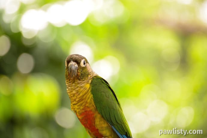 Gold Cap Conure thumbnail 3
