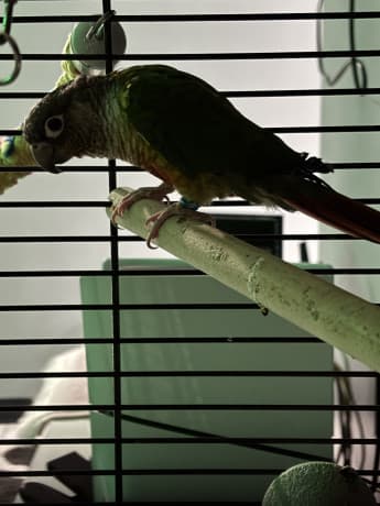 REHOME ASAP thumbnail 2