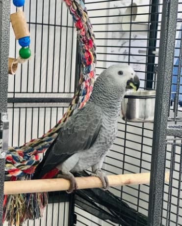 Adorable African Grey Parrot thumbnail 2