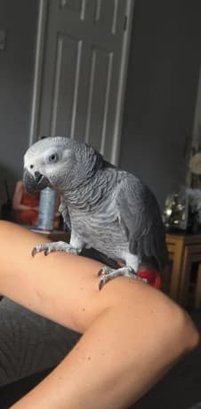 Adorable African Grey Parrot thumbnail 3