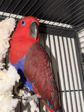 Baby Eclectus parrot thumbnail 2