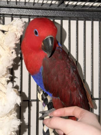 Baby Eclectus parrot thumbnail 3