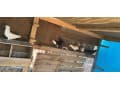 Pigeons thumbnail 2