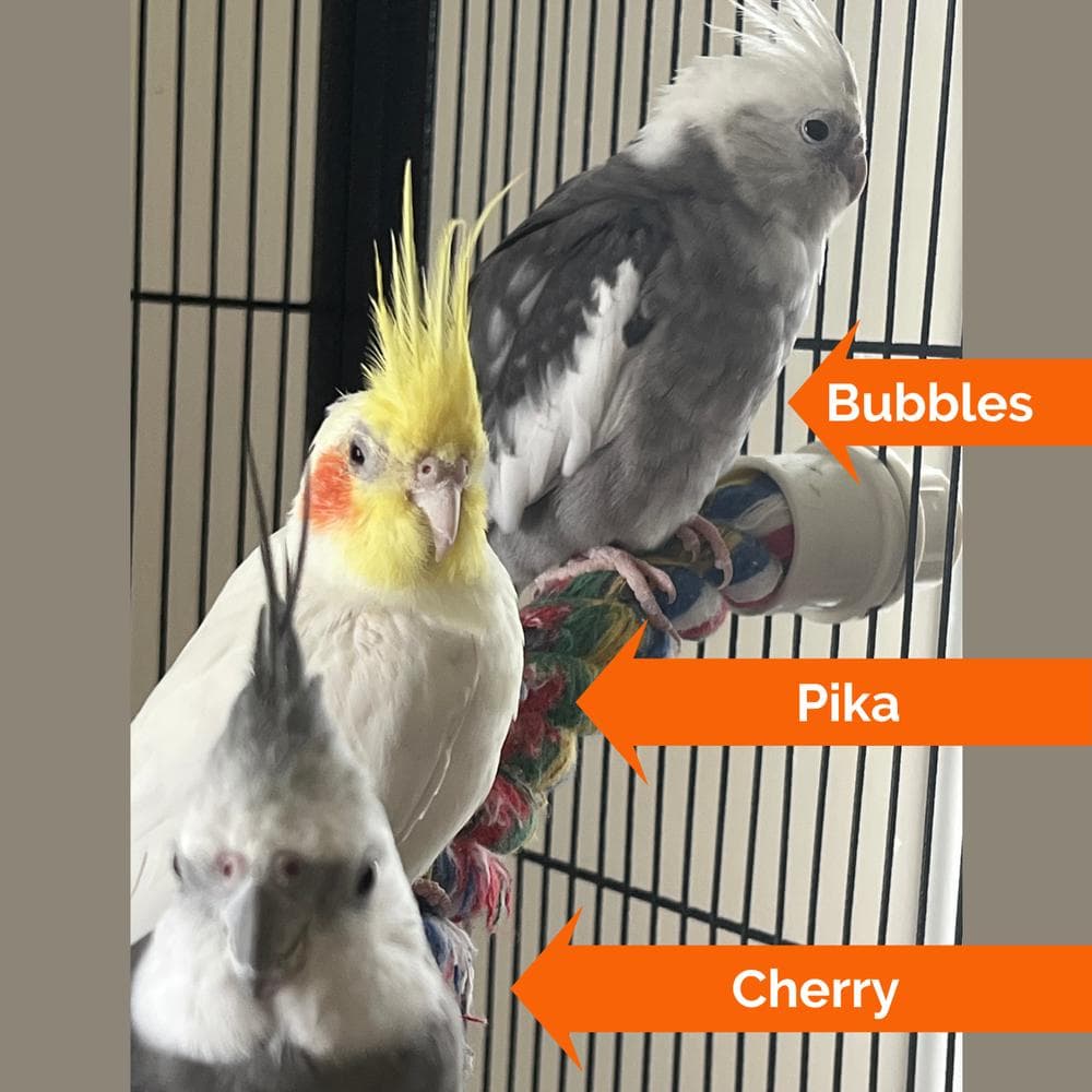 Bubbles thumbnail 6