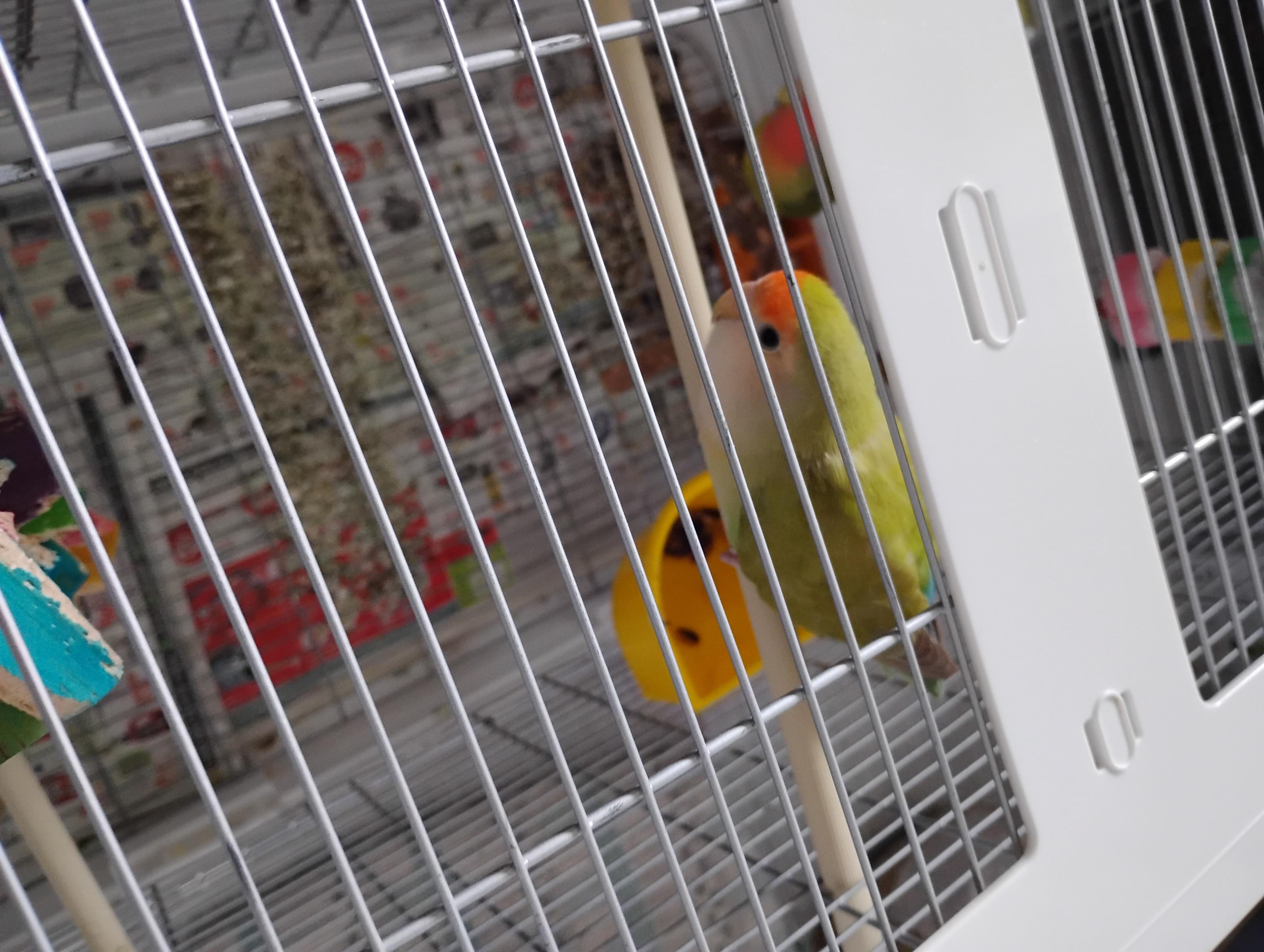 Love Birds thumbnail 2
