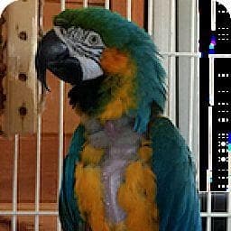 Bertie