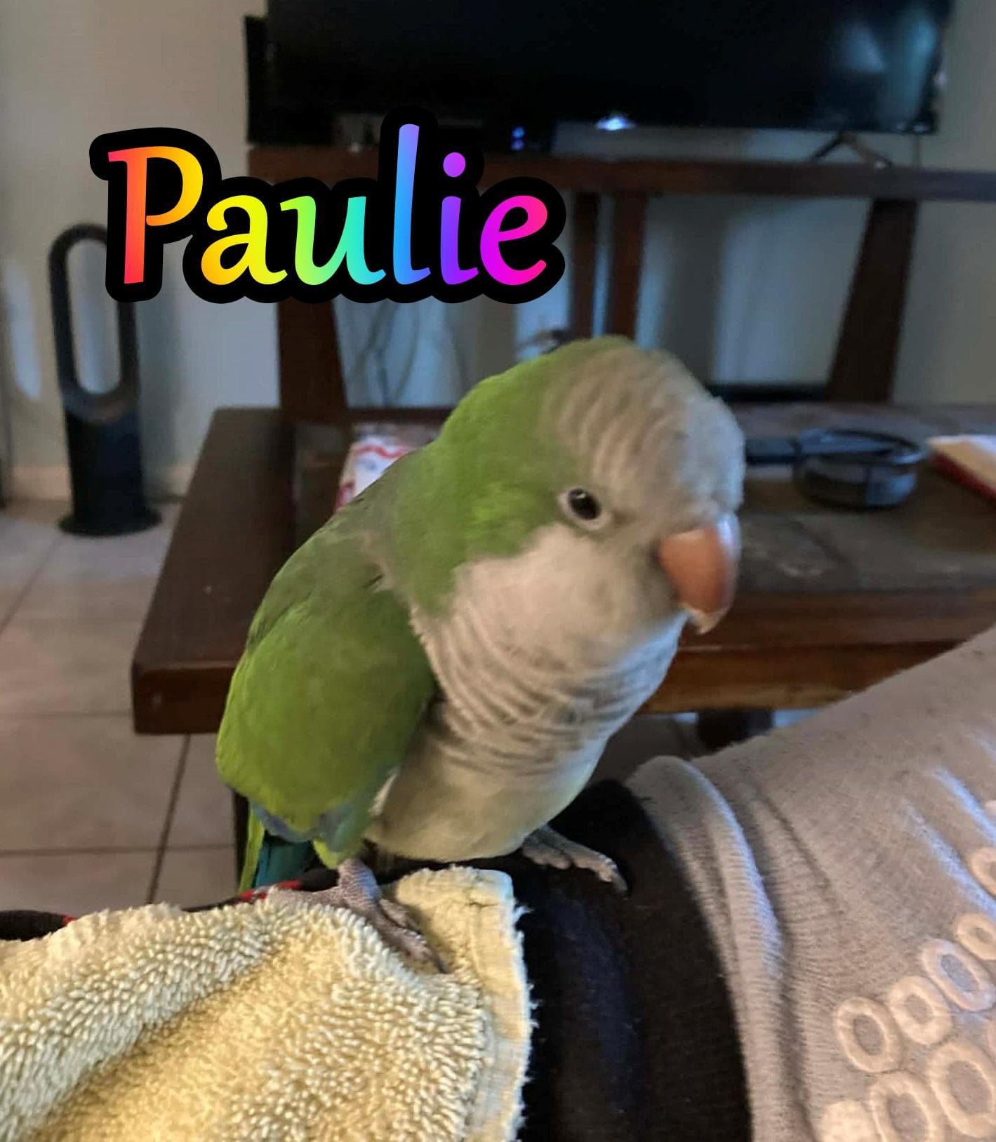 Paulie thumbnail 2