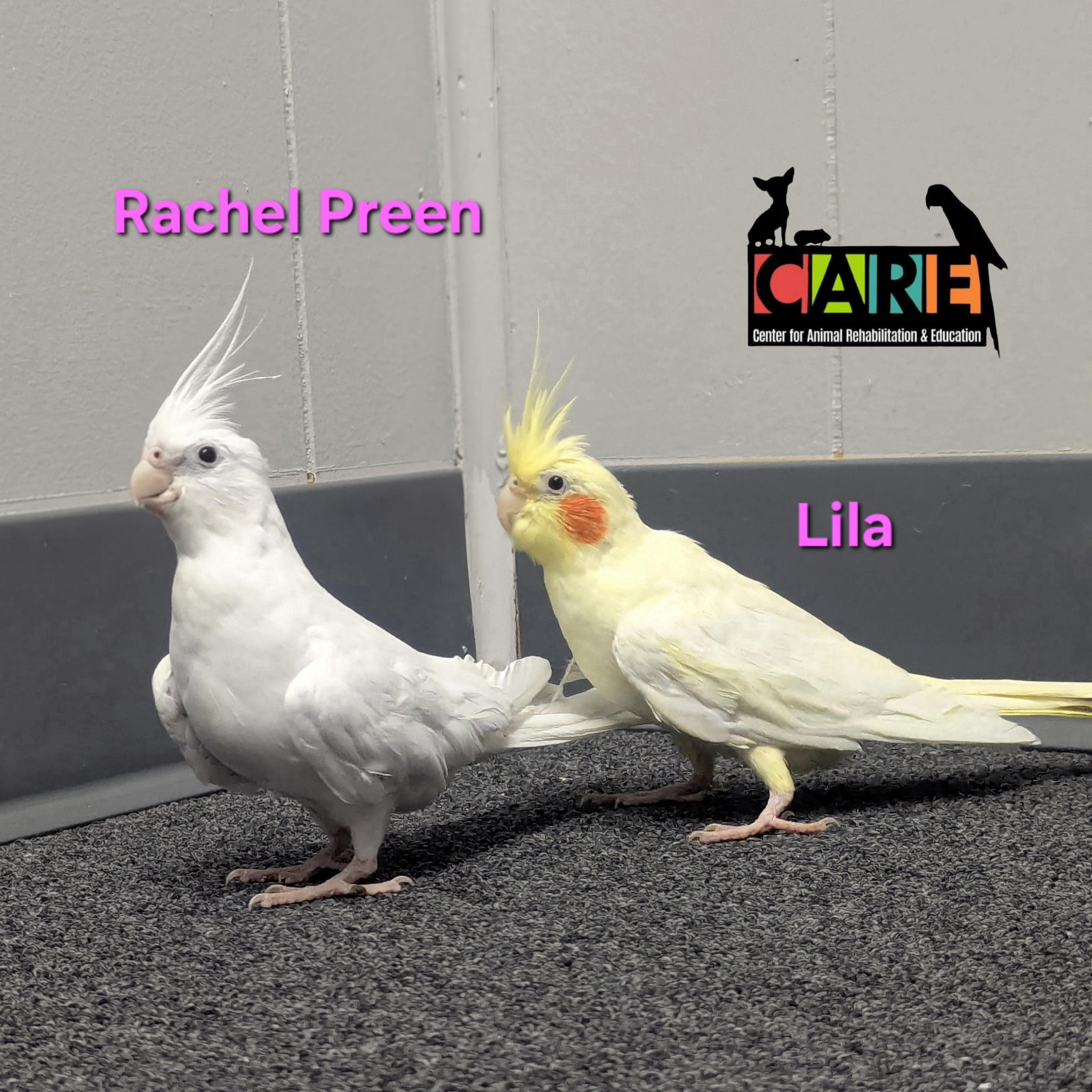 Female Cockatiels thumbnail 2