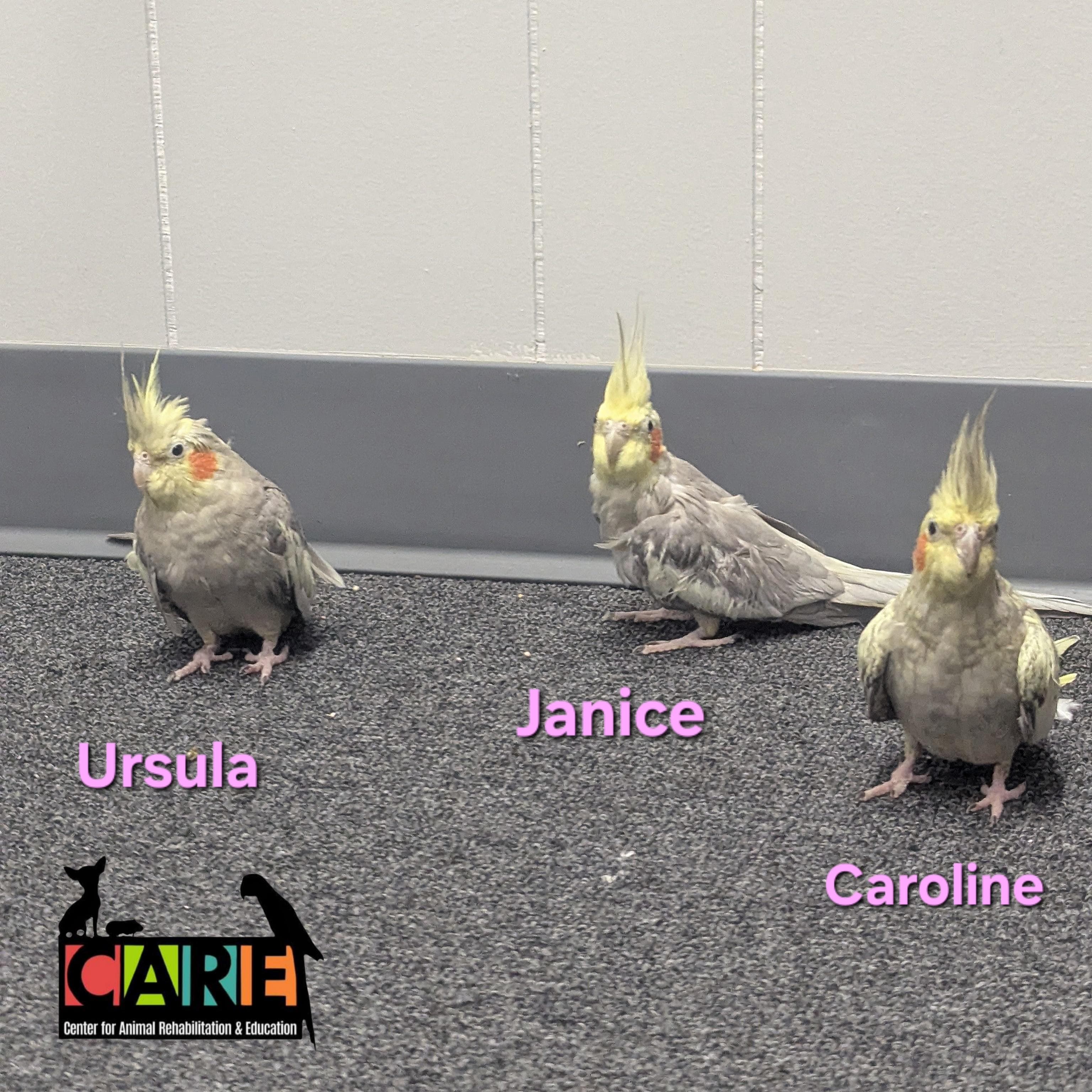 Female Cockatiels thumbnail 3