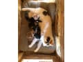 Calico kittens thumbnail 2