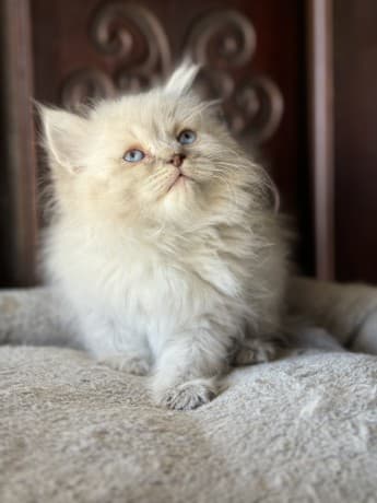 RAGDOLL KITTENS thumbnail 2