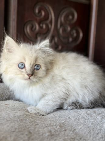 RAGDOLL KITTENS thumbnail 3