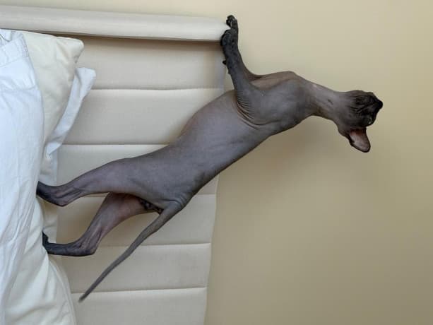 Sphynx kittens thumbnail 3
