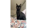 Cat needs rehoming today thumbnail 2