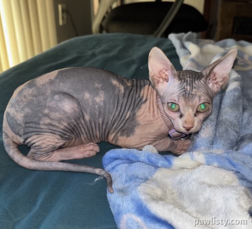Sphynx kittens thumbnail 2