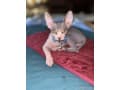Sphynx kittens thumbnail 3