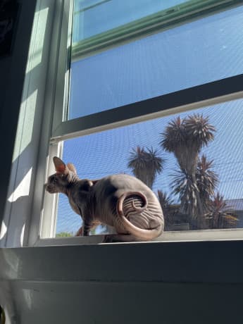 Sphynx female thumbnail 2