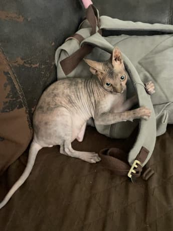 Sphynx female thumbnail 3