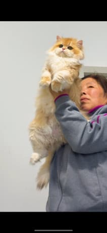 Beautiful Golden Gradient cat thumbnail 2