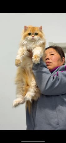 Beautiful Golden Gradient cat thumbnail 3
