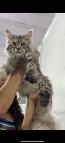 Three Maine Coon cats thumbnail 2