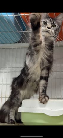 Three Maine Coon cats thumbnail 3