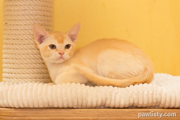 Two playful kittens thumbnail 2