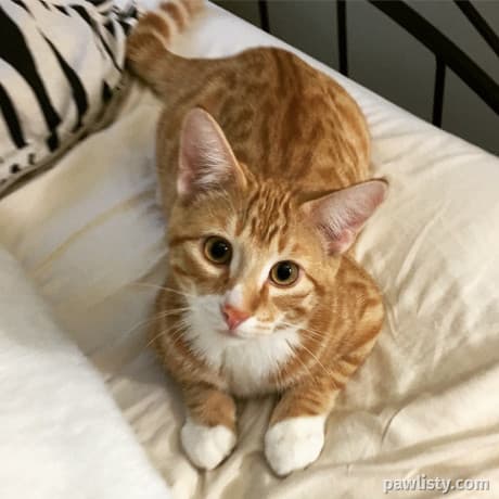Two playful kittens thumbnail 3