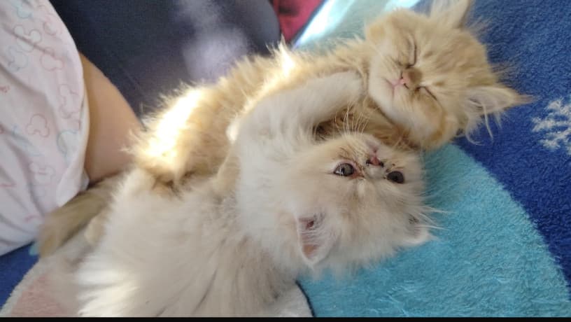 Adorable persian kittens thumbnail 2