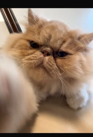 Adorable persian kittens thumbnail 3