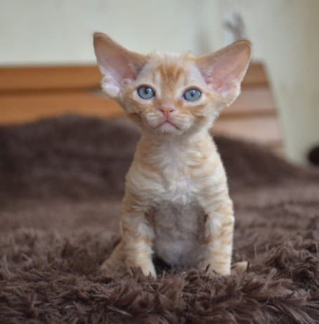 Devon Rex kittens for sale thumbnail 2