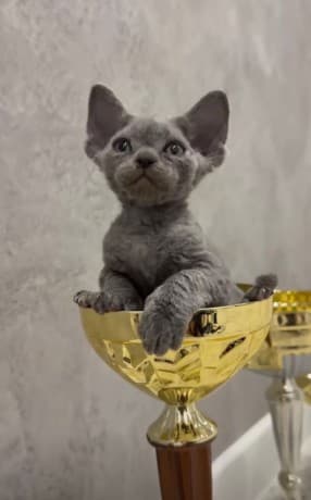 Devon Rex kittens for sale thumbnail 3