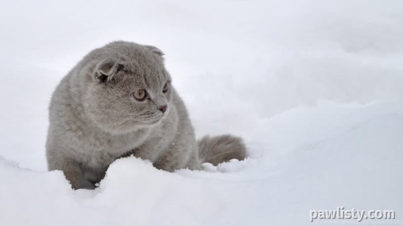 Scottish Fold kitten thumbnail 2