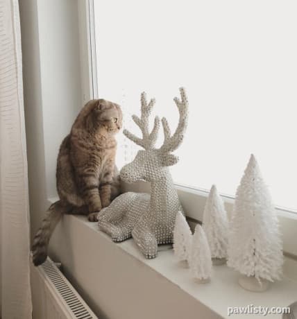 Scottish Fold kitten thumbnail 3